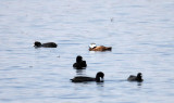 BIRD - DUCK - WHITE-HEADED DUCK - LAGUNA DULCE SPAIN (15).JPG