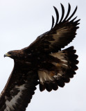 BIRD - EAGLE - GOLDEN EAGLE - MALPARTIDA & MIRABELA GRASSLANDS SPAIN (5).JPG