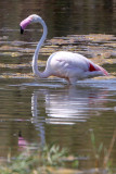 BIRD - FLAMINGO - GREATER FLAMINGO - LAGUNA DULCE SPAIN (33).JPG