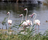 BIRD - FLAMINGO - GREATER FLAMINGO - LAGUNA DULCE SPAIN (43).JPG