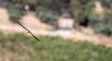 BIRD - KESTREL - RONDA CANYON SPAIN (6).JPG