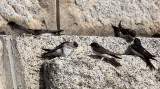 BIRD - SAND MARTIN - SIERRA DE ANDUJAR SPAIN (9).JPG