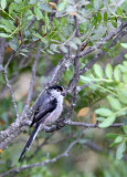 BIRD - TIT - LONG-TAILED TIT - SIERRA DE ANDUJAR SPAIN (1).JPG