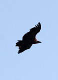 BIRD - VULTURE - GRIFFON VULTURE - SIERRA DE ANDUJAR SPAIN (5).JPG