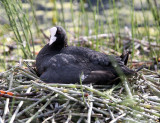 BIRD - COOT - EURASIAN COOT - STELVIO NATIONAL PARK ITALY - SAN VALENTINO ALLA MUTA (11).JPG