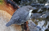 BIRD - DIPPER - STELVIO NATIONAL PARK ITALY - SAN VALENTINO ALLA MUTA (7).JPG