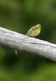 BIRD - FINCH - CITRIL FINCH - STELVIO NATIONAL PARK ITALY (10).JPG
