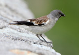 BIRD - FINCH - SNOW FINCH - STELVIO NATIONAL PARK ITALY (4).JPG