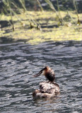 BIRD - GREBE - GREAT CRESTED GREBE - STELVIO NATIONAL PARK ITALY - SAN VALENTINO ALLA MUTA (12).JPG