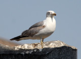 BIRD - GULL - YELLOW-LEGGED GULL - ROME ITALY (3).JPG