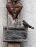 BIRD - MARTIN - CRAG MARTIN - STELVIO NATIONAL PARK ITALY - SAN VALENTINO ALLA MUTA (2).JPG