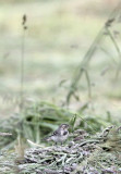 BIRD - PIPIT - WATER PIPIT - STELVIO NATIONAL PARK ITALY - SAN VALENTINO ALLA MUTA (19).JPG