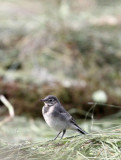 BIRD - PIPIT - WATER PIPIT - STELVIO NATIONAL PARK ITALY SAN VALENTINO ALLA MUTA (3).JPG