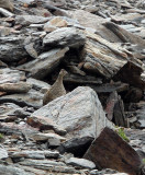 BIRD - PTARMIGAN - ROCK PTARMIGAN - STELVIO NATIONAL PARK ITALY (6).JPG
