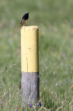 BIRD - REDSTART - BLACK REDSTART - STELVIO NATIONAL PARK ITALY - SAN VALENTINO ALLA MUTA.JPG