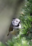 BIRD - TIT - BLUE TIT - SWISS NATIONAL PARK (5).JPG