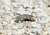 ARTHOPODA - LEPIDOPTERA SPECIES - VERCORS NATIONAL PARK FRANCE (3).JPG