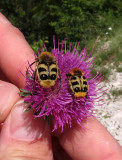 ARTHROPODA - SCARABAIEDAE SPECIES - VERCOR NATIONAL PARK FRANCE (9).JPG