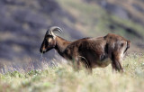 BOVID - NILGIRI TAHR - ERAVIKULAM NATIONAL PARK, KERALA INDIA (20).JPG