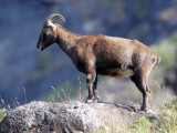 BOVID - NILGIRI TAHR - ERAVIKULAM NATIONAL PARK, KERALA INDIA (23).JPG