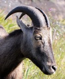 BOVID - NILGIRI TAHR - ERAVIKULUM NATIONAL PARK KERALA INDIA - PHOTO BY COKIE SMITH AGE 11 (42).jpg