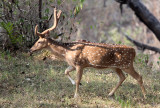 CERVID - DEER - INDIAN SPOTTED DEER - THOLPETTY RESERVE WAYANAD KERALA INDIA (15).JPG