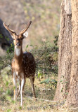 CERVID - DEER - INDIAN SPOTTED DEER - THOLPETTY RESERVE WAYANAD KERALA INDIA (9).JPG