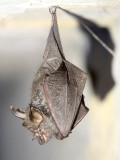 CHIROPTERA - WOOLLY BAT - RHINOLOPHUS LUCTUS - INDIRA GANDHI TOPSLIP NATIONAL PARK, TAMIL NADU INDIA (6).JPG