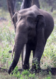 ELEPHANT - ASIAN OR INDIAN ELEPHANT - THOLPETTY RESERVE WAYANAD KERALA INDIA (12).JPG
