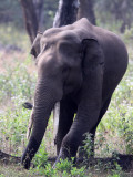 ELEPHANT - ASIAN OR INDIAN ELEPHANT - THOLPETTY RESERVE WAYANAD KERALA INDIA (13).JPG