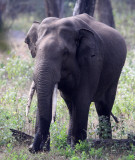 ELEPHANT - ASIAN OR INDIAN ELEPHANT - THOLPETTY RESERVE WAYANAD KERALA INDIA (16).JPG