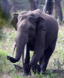ELEPHANT - ASIAN OR INDIAN ELEPHANT - THOLPETTY RESERVE WAYANAD KERALA INDIA (17).JPG