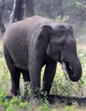 ELEPHANT - ASIAN OR INDIAN ELEPHANT - THOLPETTY RESERVE WAYANAD KERALA INDIA (3).JPG