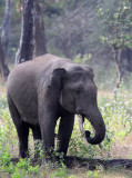 ELEPHANT - ASIAN OR INDIAN ELEPHANT - THOLPETTY RESERVE WAYANAD KERALA INDIA (5).JPG