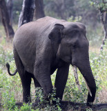 ELEPHANT - ASIAN OR INDIAN ELEPHANT - THOLPETTY RESERVE WAYANAD KERALA INDIA (8).JPG