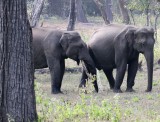 ELEPHANT - INDIAN ASIAN ELEPHANT - THOLPETTY NATIONAL PARK - THIRUNELLY - KERALA INDIA - PHOTO BY SOM SMITH (23).JPG