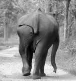 ELEPHANT - INDIAN ASIAN ELEPHANT - THOLPETTY NATIONAL PARK - THIRUNELLY - KERALA INDIA - PHOTO BY SOM SMITH (8).JPG
