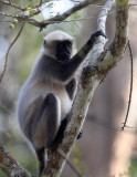 PRIMATE - LANGUR - BLACK-FOOTED LANGUR - THOLPETTY RESERVE WAYANAD KERALA INDIA (31).JPG