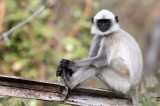 PRIMATE - LANGUR - BLACK-FOOTED LANGUR - THOLPETTY RESERVE WAYANAD KERALA INDIA (46).JPG