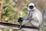 PRIMATE - LANGUR - BLACK-FOOTED LANGUR - THOLPETTY RESERVE WAYANAD KERALA INDIA (47).JPG