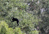 PRIMATE - LANGUR - NILGIRI LANGUR - INDIRA GANDHI TOPSLIP NATIONAL PARK, TAMIL NADU INDIA (16).JPG