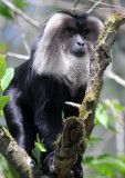 PRIMATE - MACAQUE - LION-TAILED MACAQUE - VALPARAI KERALA INDIA (3).JPG