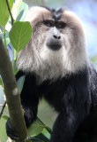 PRIMATE - MACAQUE - LION-TAILED MACAQUE - VALPARAI KERALA INDIA (38).JPG