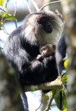 PRIMATE - MACAQUE - LION-TAILED MACAQUE - VALPARAI KERALA INDIA (58).JPG