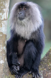 PRIMATE - MACAQUE - LION-TAILED MACAQUE - VALPARAI KERALA INDIA (83).JPG