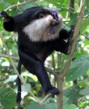 PRIMATE - MACAQUE - LION-TAILED MACAQUE - VALPARAI TAMIL NADU INDIA - PHOTO BY SOM SMITH (17).JPG