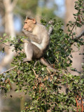 PRIMATE - MACAQUE - NORTHERN BONNET MACAQUE - THOLPETTY RESERVE WAYANAD KERALA INDIA (39).JPG