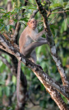 PRIMATE - MACAQUE - SOUTHERN BONNET MACAQUE - THATTEKAD NATURE RESERVE KERALA INDIA (18).JPG