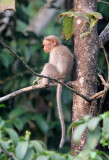 PRIMATE - MACAQUE - SOUTHERN BONNET MACAQUE - THATTEKAD NATURE RESERVE KERALA INDIA (23).JPG