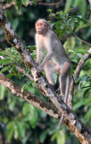 PRIMATE - MACAQUE - SOUTHERN BONNET MACAQUE - THATTEKAD NATURE RESERVE KERALA INDIA (29).JPG